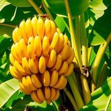 Stylish  Generous And Unique 100 Dwarf Banana Seeds Banana Tree Plants With Cold-Tolerant Tropical Banana Seeds - 1 - Xem 4