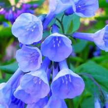 Virginia Bluebells Seedlings For Planting - 1 Year Old Plant, Ready To Produce (1 Seedling) - 彩色 - 查看 2