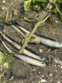 10pcs Soft Silicone Fishing Lures, 8cm T-Tail Swimbait With Sharp Hooks, Suitable For Bass, Freshwater And Saltwater Fishing - Mixed Colors, PVC Material, Great For Offshore Fishing And Jig Bait Techniques, Fishing Lures