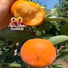 New To Free Home Delivery - 1 Crisp Sweet Persimmon Seedling (15-18 Inches Tall). It Will Grow Into A Seedless, Crisp, Sweet Orchard Persimmon Tree. This Persimmon Seedling Is Suitable For Planting In All Regions And Has Abundant Yields. With Planting Instructions - Cây giống hồng - Xem 9