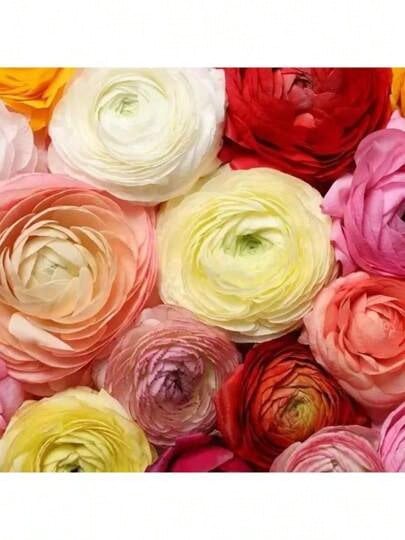 Fast Growing 100pcs Mixed Peony Ranunculus Bulbs Seeds - Large Healthy Bulbs For Planting - Easy To Grow - Ships From NY, USA  Stylish  Generous And Unique - 200 - 查看 1