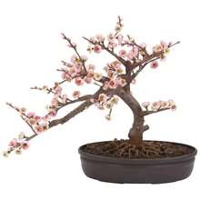 Semillas de árbol bonsái de flor de cerezo para plantar semillas de árbol de flor de cerezo raras - 25 piezas - Ver 3