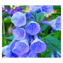 Virginia Bluebells Seedlings For Planting - 1 Year Old Plant, Ready To Produce (1 Seedling) - 彩色 - 查看 1