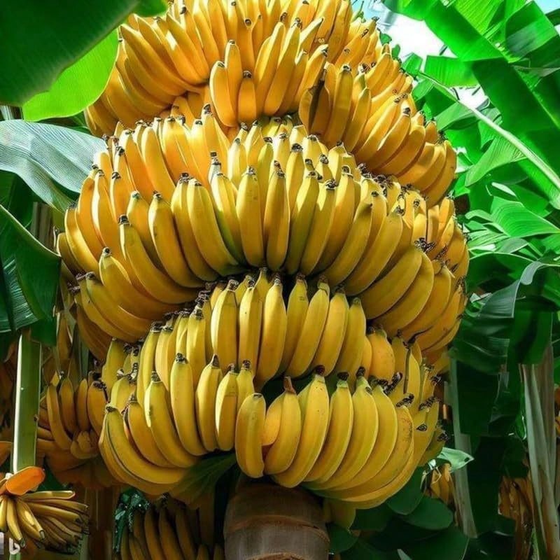 Stylish  Generous And Unique 100 Dwarf Banana Seeds Banana Tree Plants With Cold-Tolerant Tropical Banana Seeds - 1 - Xem 1
