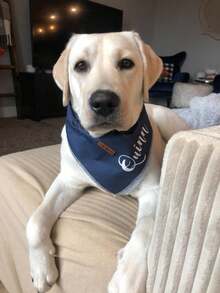 Lionet Paws Dog Bandana For Small Medium Large Dogs, Cat Kerchief Blue DOIT, Triangle Bibs Scarf For Girl Or Boy - Chấm xanh nước biển - Xem 6