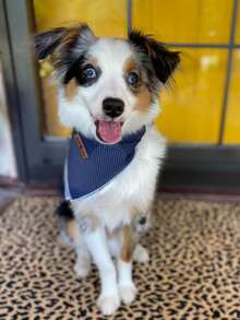 Lionet Paws Dog Bandana For Small Medium Large Dogs, Cat Kerchief Blue DOIT, Triangle Bibs Scarf For Girl Or Boy - Chấm xanh nước biển - Xem 7
