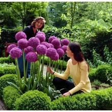 300pcs Allium Giganteum Seeds - Non-GMO, Bright Blooms, Easy To Plant - Add Beauty To Your Yard Or Gardenp Plants Live   Vegetable Seeds Seeds Hosta Plants Plants Gardening Flower Seeds Plant Flowers For Outside Semillas De Flores Para Sembrar Gardening  All  Plants For Outside Mosquito Repellent Outdoor Garden Plants Seeds For Planting Perennial Flower Seeds Plant Seeds