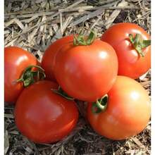 semillas Semillas de tomate orgánico Early Girl Semillas de vegetales para jardín en casa  y gratuito Flores al aire libre Plantas Horticultura Naturaleza - 100 piezas - Ver 2