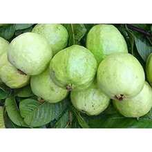 Cien Semillas de Guayaba India Gigantes - 100 piezas - Ver 3