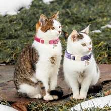 ARING PET 2 Pack Cat Collars-Cute Breakaway Cat Collar With Bell & Pendant, Adjustable Velvet Purple&Rose Red Kitten Collars With Safety Buckle For Girl And Boy Cats - Tím và hồng nhạt - Xem 5