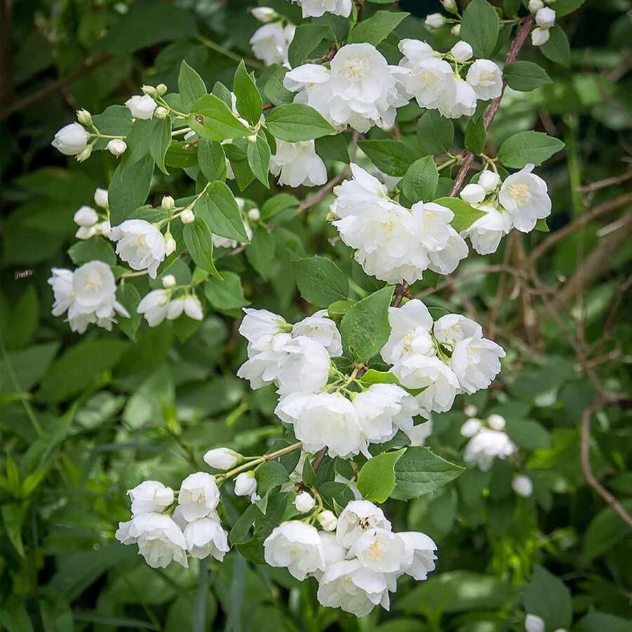 Jasmine Flower Seeds Jasmine Fragrant Flower Seeds - 13 Seeds, Includes  Pot, Grows As Vine Or Potted Plant Jasmine Perfume Oil