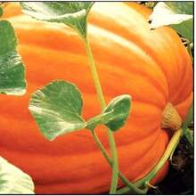 50 piezas de semillas de calabaza de copa, no transgénicas, gigantes para plantar, fáciles de plantar, regalo para amantes de las plantas - SEMILLA - Ver 5