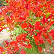 Delonix regia - Semillas de árbol de llama flamboyante Royal Poinciana - 30 piezas - Ver 4