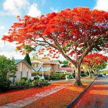 Delonix regia - Semillas de árbol de llama flamboyante Royal Poinciana - 30 piezas - Ver 6