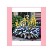 Perennial Ryrtutyiuy Seeds  Flowers 300seeds  Blue And Yellow Flower Hosta Seeds, Planting Garden Decoration Outdoor Flowers, Seeds, Water, Providing Gifts From Nature For Plant Seed Lovers - 300種子 - 查看 3