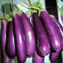 Paquete semillas berenjena para plantar paquete completo vegetales 300 semillas ideales jardín huerto variedad productiva resistente fácil de cultivar sabor excelente útiles en platillos saludables calidad premium agricultura doméstica - 300 piezas/paquete - Ver 3