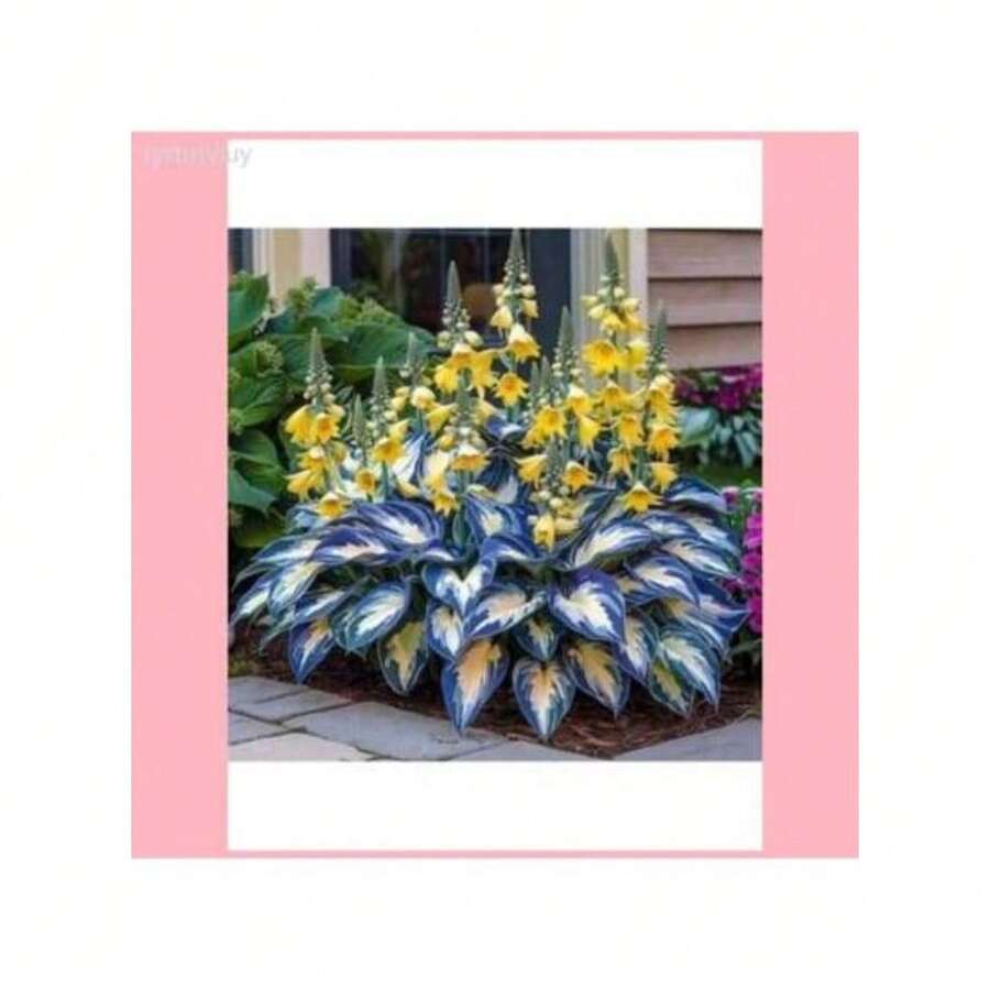 Perennial Ryrtutyiuy Seeds  Flowers 300seeds  Blue And Yellow Flower Hosta Seeds, Planting Garden Decoration Outdoor Flowers, Seeds, Water, Providing Gifts From Nature For Plant Seed Lovers - 300種子 - 查看 1
