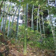 Semillas de Bambú MOSO - Phyllostachys edulis - Bambú de paisajismo resistente, semillas para plantar, semillas para interiores / exteriores - SEMILLA - Ver 6