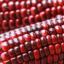 186 piezas de semillas tradicionales Bloody Butcher, no transgénicas, polinizadas al aire, con manchas rojas brillantes en la superficie - harina de maíz para cocinar, propósito versátil - 186 - Ver 4