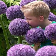 300pcs Allium Giganteum Seeds - Non-GMO, Bright Blooms, Easy To Plant - Add Beauty To Your Yard Or Gardenp Plants Live   Vegetable Seeds Seeds Hosta Plants Plants Gardening Flower Seeds Plant Flowers For Outside Semillas De Flores Para Sembrar Gardening  All  Plants For Outside Mosquito Repellent Outdoor Garden Plants Seeds For Planting Perennial Flower Seeds Plant Seeds