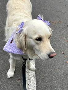 Lionet Paws Spring Daisy Dog Bandana Washable Cotton Handkerchief Scarf Triangle Bandana For Small Medium Large Dogs Girl Boy - 紫色雛菊 - 查看 6