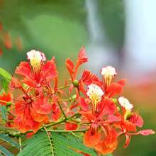 Delonix regia - Semillas de árbol de llama flamboyante Royal Poinciana - 30 piezas - Ver 5