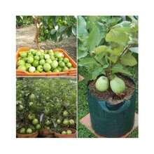 Cien Semillas de Guayaba India Gigantes - 100 piezas - Ver 5