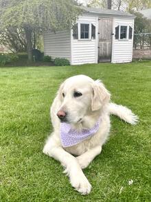 Lionet Paws Spring Daisy Dog Bandana Washable Cotton Handkerchief Scarf Triangle Bandana For Small Medium Large Dogs Girl Boy - 紫色雛菊 - 查看 5