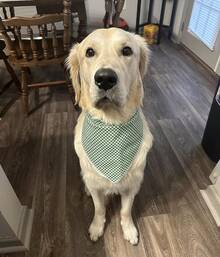 Lionet Paws Dog Bandana For Small Medium Large Dogs, Cat Dogs Kerchief Triangle Bibs Scarf For Girl Or Boy - Green & White Plaid - 查看 5