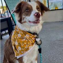 Lionet Paws Flower Dog Bandana,Fabric Yellow Dogs Kerchief For Small Medium Large Dogs,Dog Cotton Triangle Bibs Scarf For Girl Boy - Yellow Floral - 查看 6