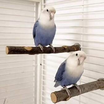 Giocattoli per pappagalli realizzati in legno di mela naturale, adatti per pappagalli, cacatua, ara, parrocchetti, in varie dimensioni (colore casuale)