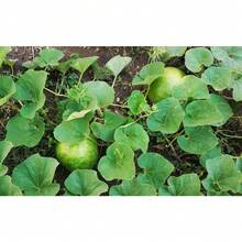 30 Semillas de Calabaza - para Plantar Calabazas Ornamentales de Cáscara Dura Lagenaria Siceria Baloncesto Cesta Tallado Calabaza Africana Cultiva Tu Propio Patio de Granja en Casa Saludable - 30+ unidades - Ver 5