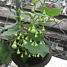 Fortuna y suerte semillas de calabaza retorcidas a mano, la primera opción para bricolaje con ingenio y de calabaza antigua y colección elegante, salud y suerte al alcance de tus dedos. - 100 piezas - Ver 4