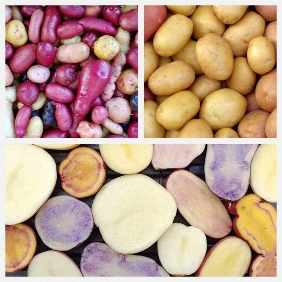 Outdoor Seeds Of Potato Color Mixed With Real Seeds That Do Not Root ...