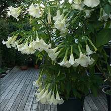 Brugmansia Suaveolens Semillas Blancas+ - Árbol de Trompeta del Ángel de Brasil, Arbusto Pequeño - Perfecto para Jardines de EE. UU. - un paquete - Ver 3