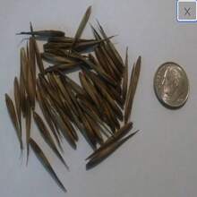 Semillas de Bambú MOSO - Phyllostachys edulis - Bambú de paisajismo resistente, semillas para plantar, semillas para interiores / exteriores - SEMILLA - Ver 7