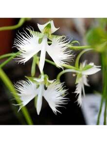 Free Home Delivery 30 Rare White Heron Lotus Seeds - Can Be Given As A Gift For Family Planting - 30 hạt giống - Xem 7