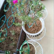 8-Piece Set, Plastic Plant Support Ring, Suitable For Greenhouse Gardens, Semi-Circular Fixed Pole, Suitable For Indoor Flowers And Climbing Plants, Flexible And Adjustable Bonsai Tool, Easy To Adjust Height