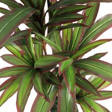 1pc Large Artificial Brazilian Pine Tree Green Plant Fake Potted, Green & Red Pine Tree Floor Standing Decor, Suitable For Indoor Decoration, Fresh And Comfortable Viewing - Multicolor - View 5