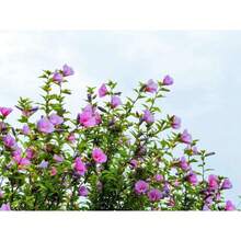 Hight Quality Bulb Agriculture Pcs Dark Pink Rose Flower Bauhinia Tree Seeds Flat Packing Delivery Easy To Grow Perennials Strong Propagation