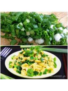 Free Home Delivery Easy To Grow 200 Potted Green Onion Seeds Chive Organic Vegetable Seeds Planting (High Germination) - 200 hạt giống - Xem 8