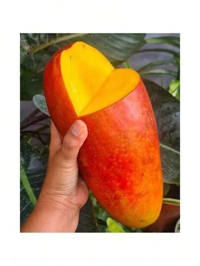 Free Home Delivery 165pcs Red Ivory Mango Seeds (Mango Seeds) - 165 - 查看 1