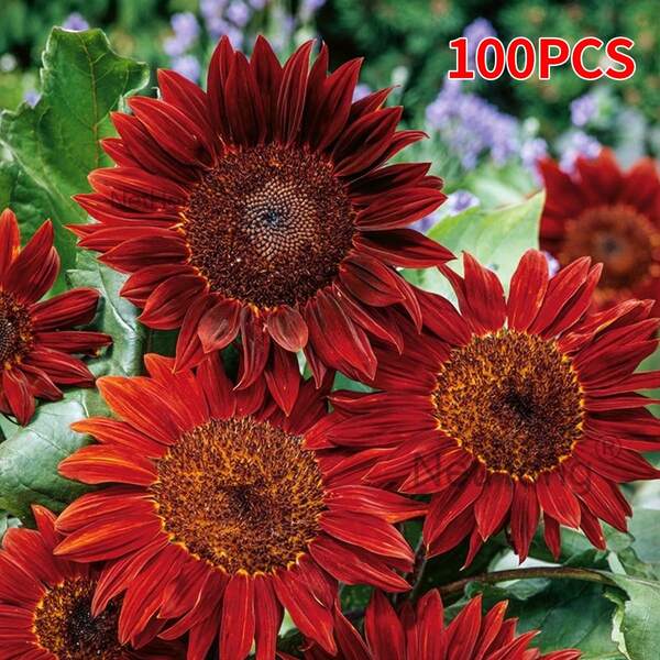 NetHong 100Pcs Red Sunflower Seeds For Garden Planting Vibrant Blooms Easy Grow Home Garden Decor UK