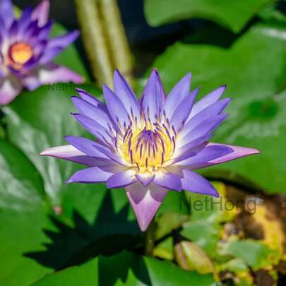 NetHong 20PCS Pond Seeds Potted Plants Lotus Seeds Water Lily Seeds Hydroponic Plants