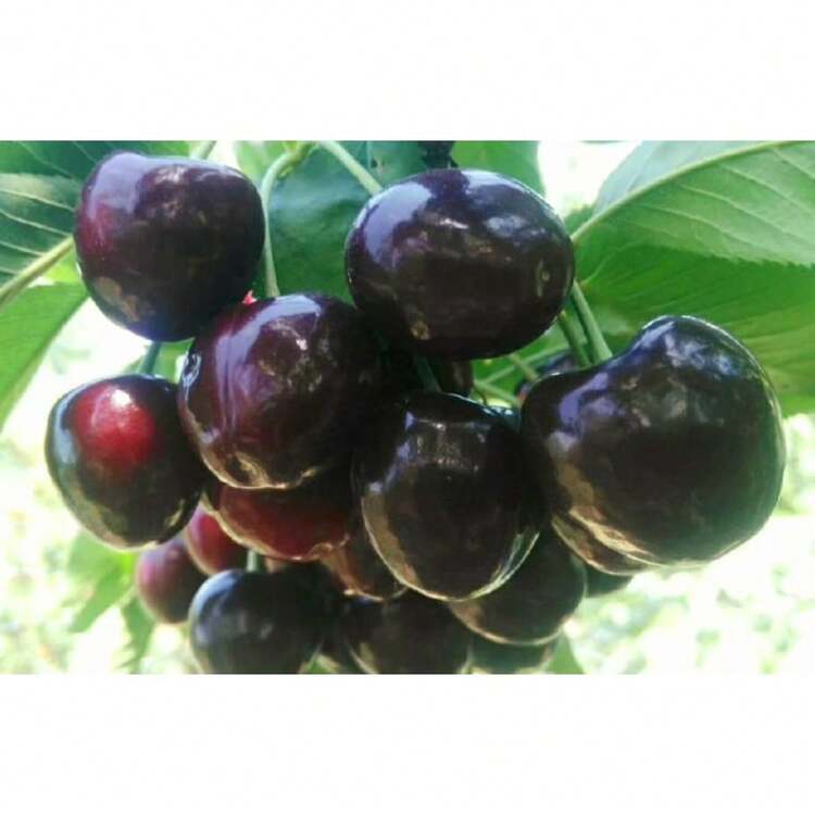 185Pcs Black Cherry Prunus Serotina Dwarf Cherry Tree - 185 - 查看 4