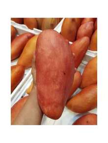 Free Home Delivery 165pcs Red Ivory Mango Seeds (Mango Seeds) - 165 - 查看 3