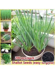 Free Home Delivery Easy To Grow 200 Potted Green Onion Seeds Chive Organic Vegetable Seeds Planting (High Germination) - 200 hạt giống - Xem 10