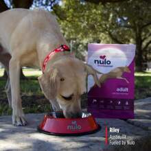 Nulo Frontrunner Ancient Grains High-Protein Dog Food, Beef, Barley, &Amp; Lamb Recipe- Natural Dry Dog Food With Probiotics, Grain-Inclusive Kibble For Adult Dogs, 25 Lb Bag - Pork Barley Beef - 查看 7