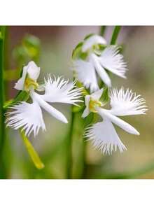Free Home Delivery 30 Rare White Heron Lotus Seeds - Can Be Given As A Gift For Family Planting - 30 hạt giống - Xem 4