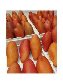 Free Home Delivery 165pcs Red Ivory Mango Seeds (Mango Seeds) - 165 - 查看 4